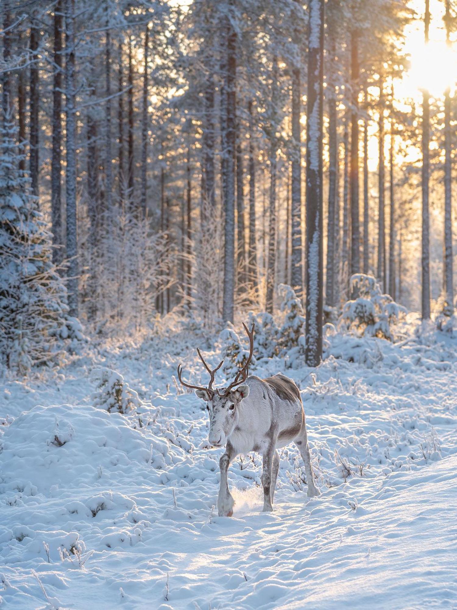 Hotel Napapiirin Jaervilomat Luukonniemi Exteriér fotografie